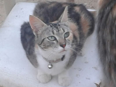 brangelina-cat