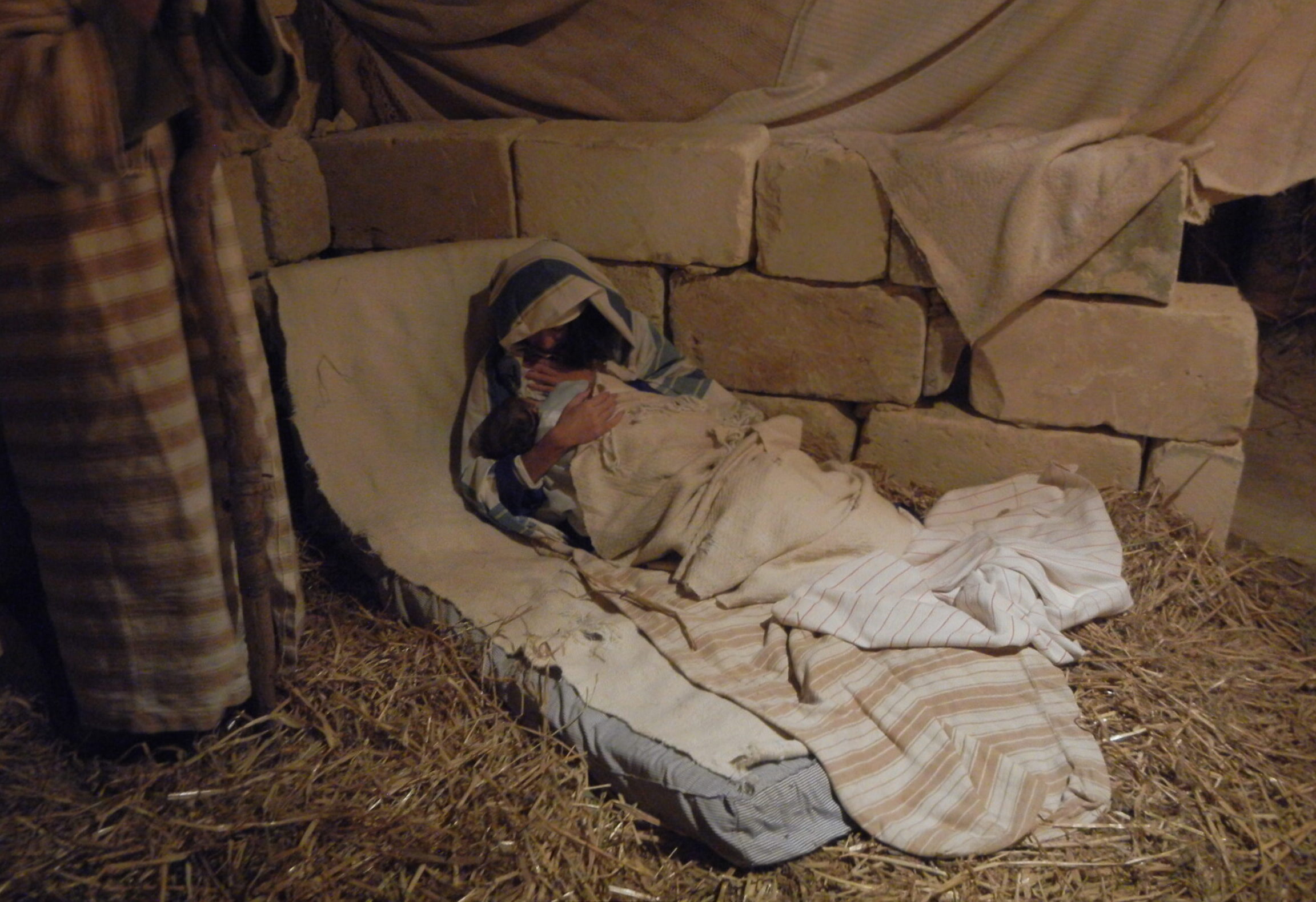 ひっそりと生きているシャーラのクリスマス・クリブ