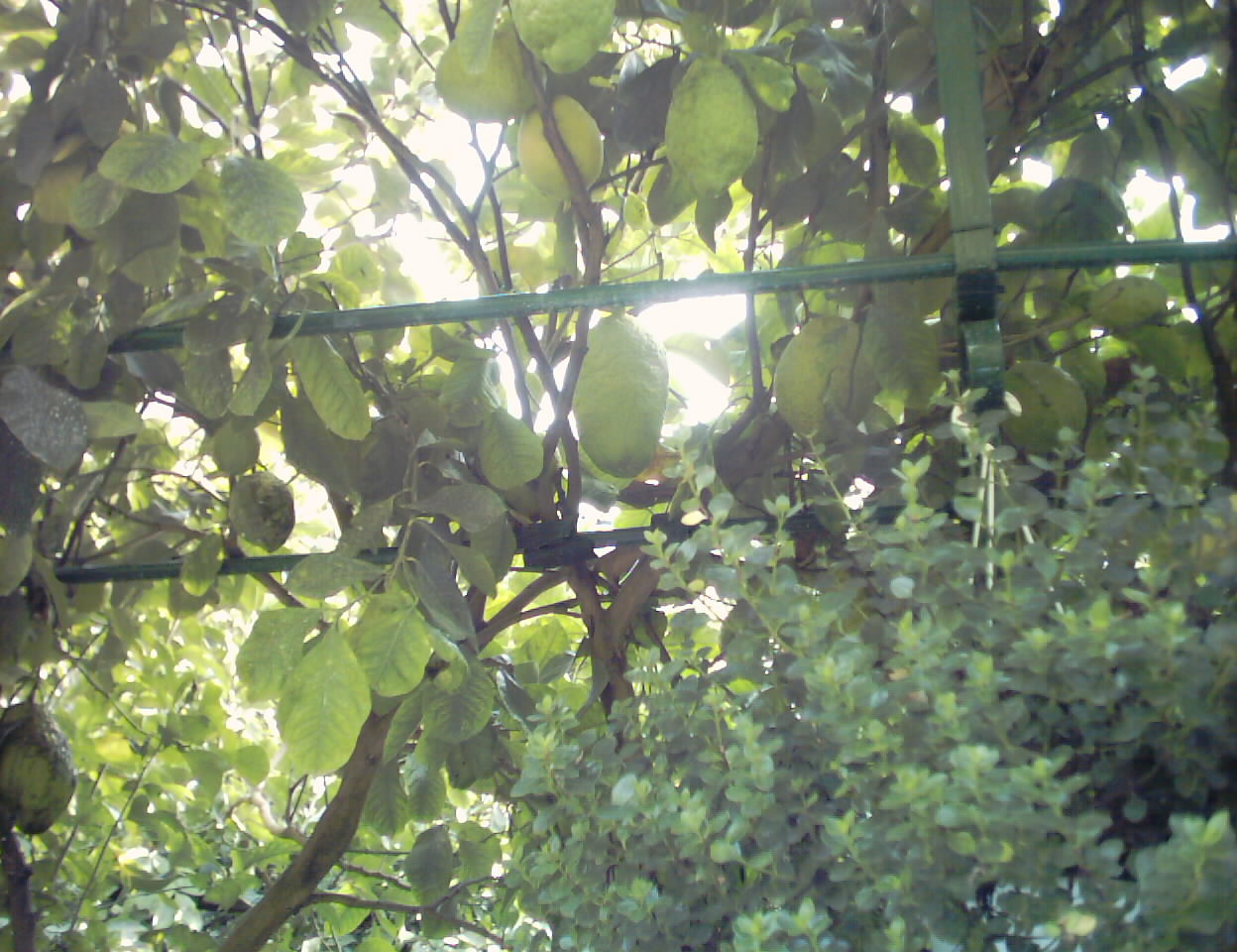 ソレント＆ナポリヘ