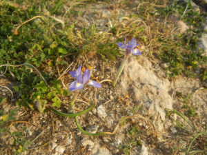 英語名：barbary nut iris バーバリーナッツアイリス日本名：ミニアイリス