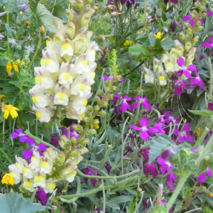 ゴゾの春を彩る野生の花々