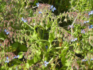 英語名： Borage ボラ－ジェ　日本名：ルリジサ