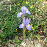 続・ゴゾの春を彩る野生の花々