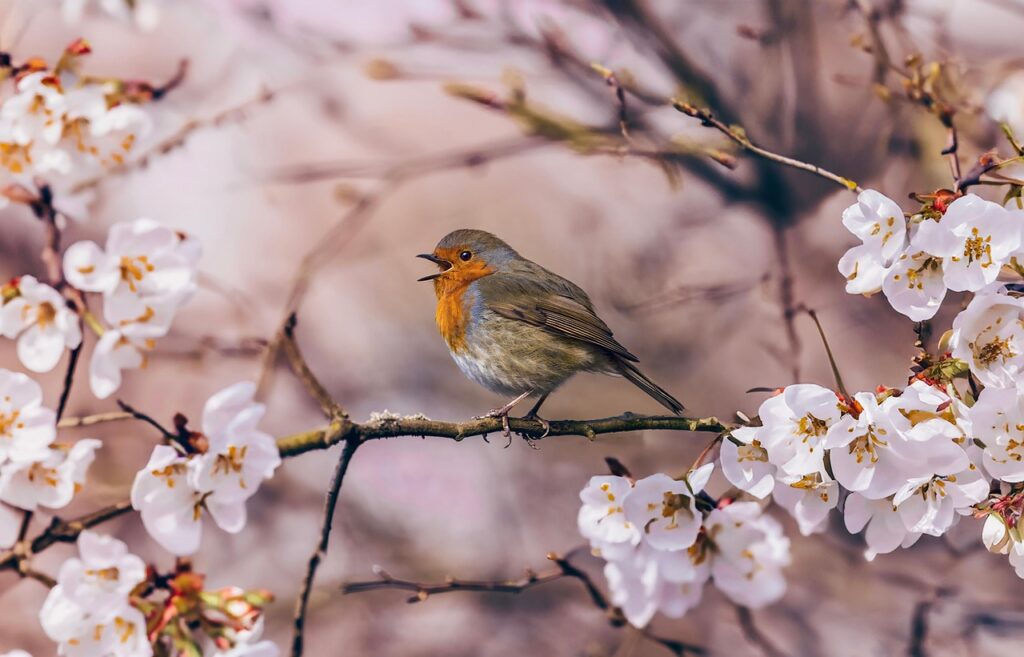 spring, pink, flower, nature, bird, animal, robin, bloom, branch, flower wallpaper, flower background, springtime, singing, beautiful flowers, white, white flowers