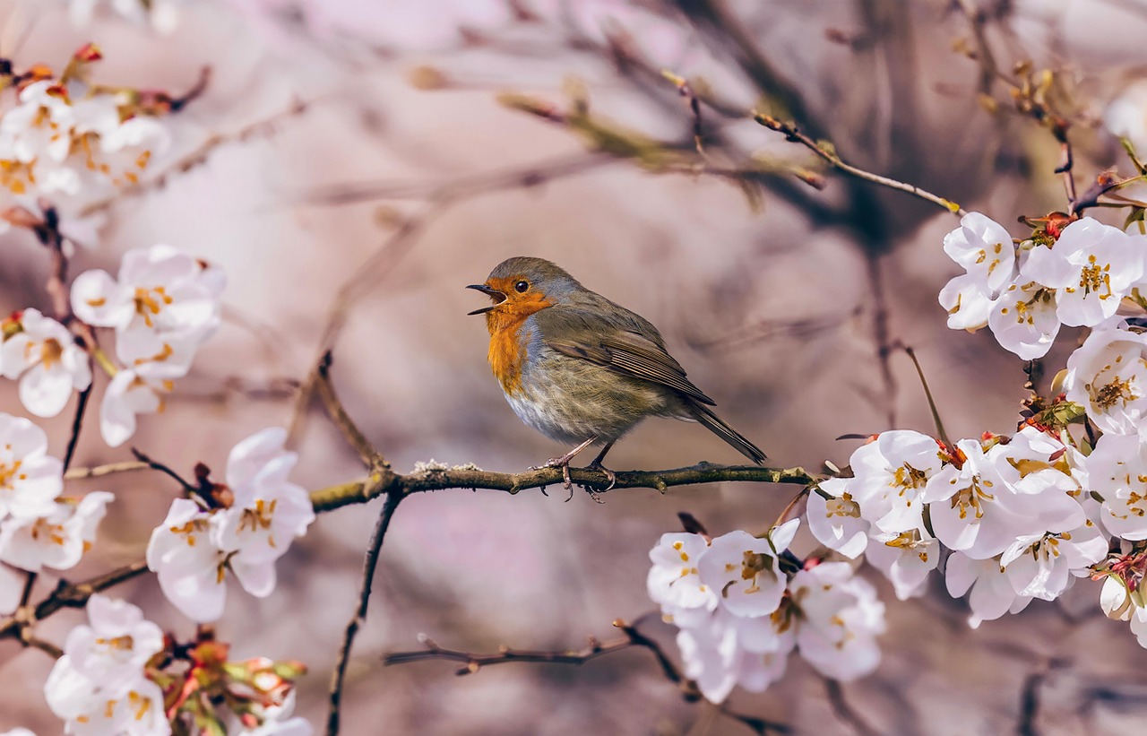 spring, pink, flower, nature, bird, animal, robin, bloom, branch, flower wallpaper, flower background, springtime, singing, beautiful flowers, white, white flowers