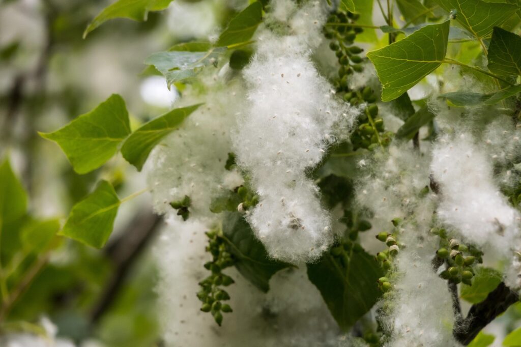 poplar, seeds, poplar fluff, poplar seeds, poplar wool, samenfasern, fruit wall fibers, poplar cotton, nature, poplar snow, summer snow, flying seeds, allergy, pollen, hay fever, spring