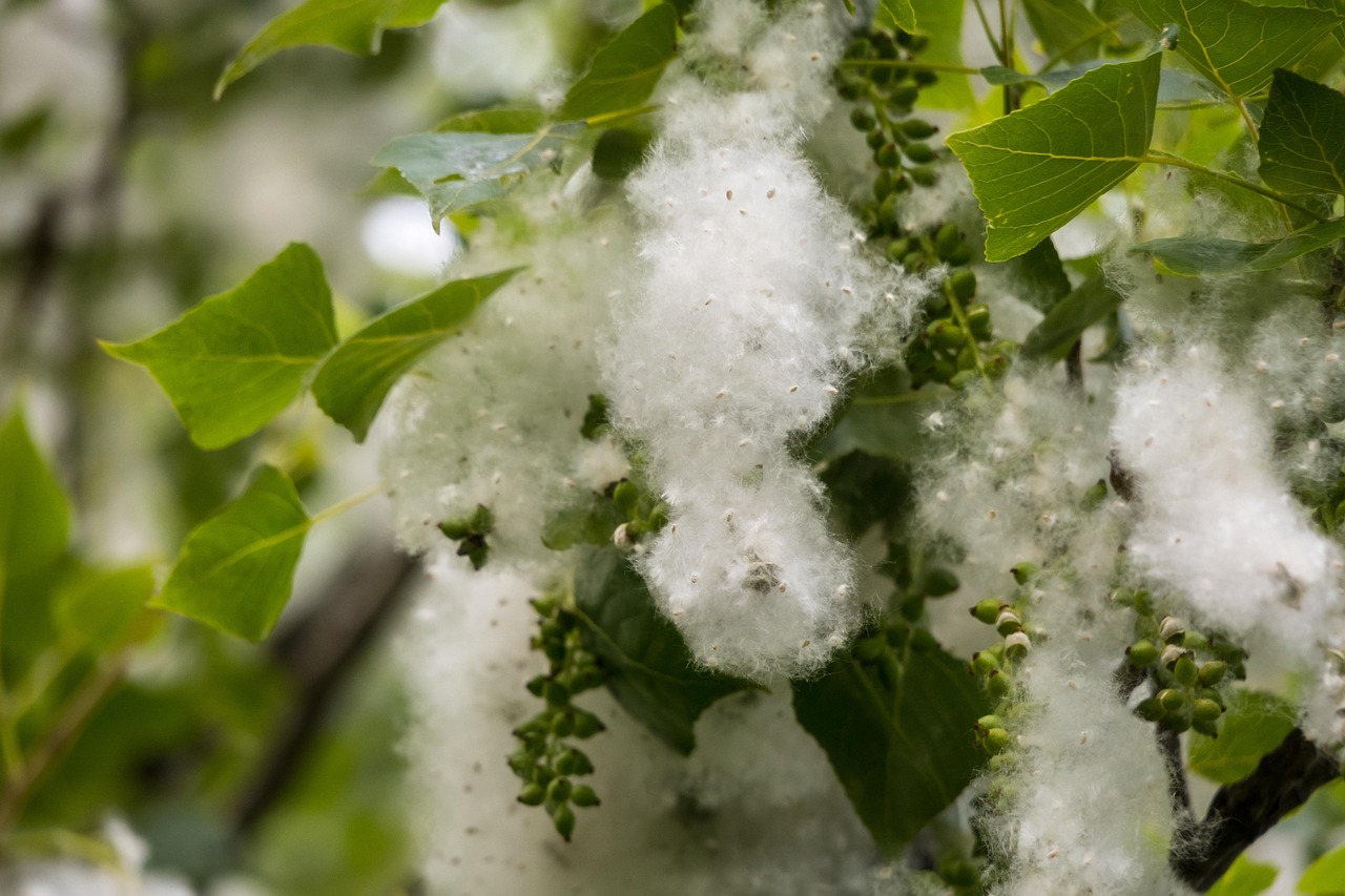 poplar, seeds, poplar fluff, poplar seeds, poplar wool, samenfasern, fruit wall fibers, poplar cotton, nature, poplar snow, summer snow, flying seeds, allergy, pollen, hay fever, spring