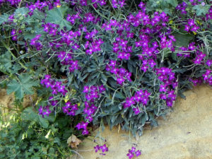 Hoary stock, Matthiola incana　アラセイトウ