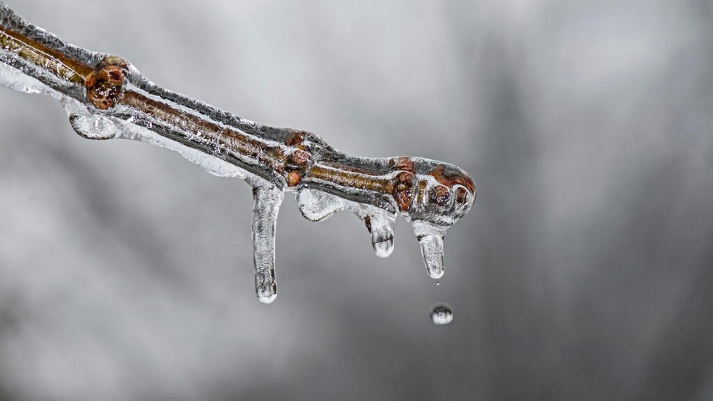 Macro shot of a twig encased in ice with a droplet falling, symbolizing winter thaw.