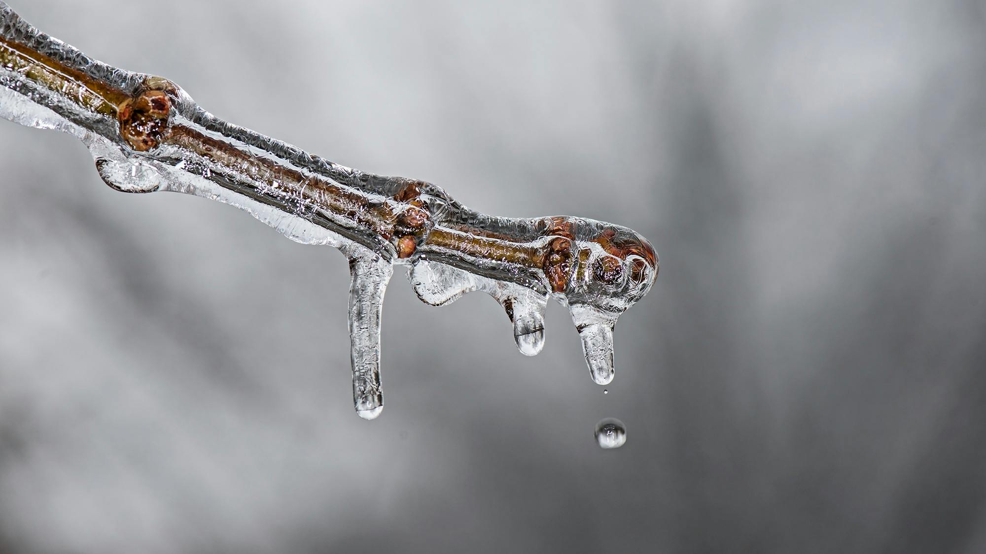 Macro shot of a twig encased in ice with a droplet falling, symbolizing winter thaw.