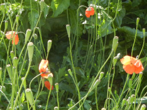 英語名： Mediterranean poppy メディテラニアン ポピー ケシの一種 