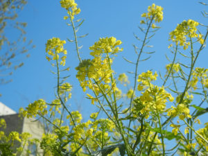 英語名： Mustard plant マスタード プラント　日本名：カラシナ