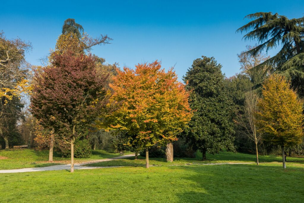 Capturing colorful autumn trees in Monza Park, vibrant fall foliage under a clear blue sky.