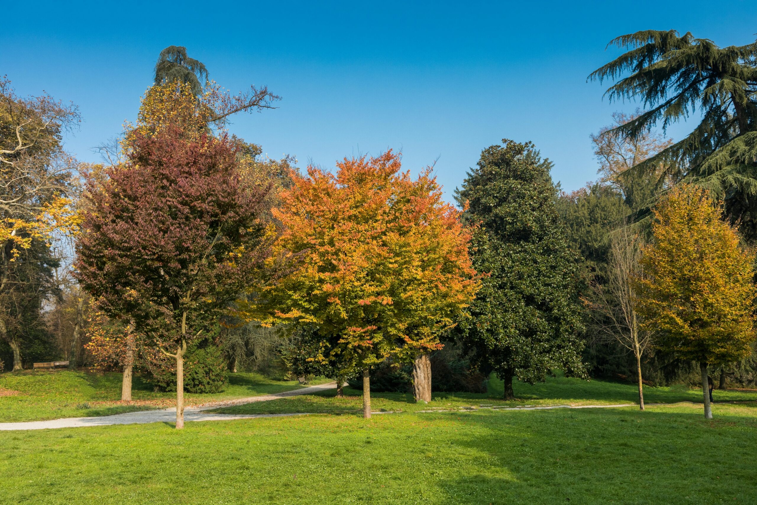 Capturing colorful autumn trees in Monza Park, vibrant fall foliage under a clear blue sky.