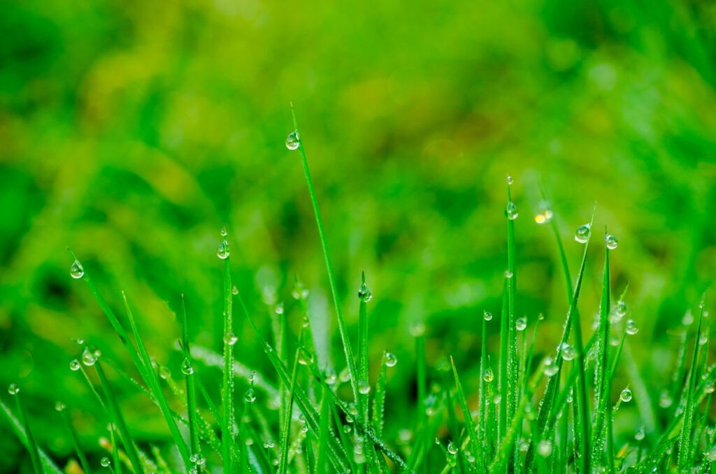 Macro shot of fresh green grass with dewdrops highlighting a lush outdoor environment.
