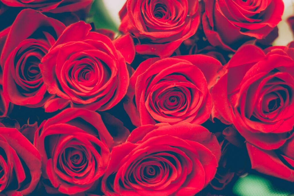 Beautiful close-up of red roses, perfect for romantic occasions or celebrations.