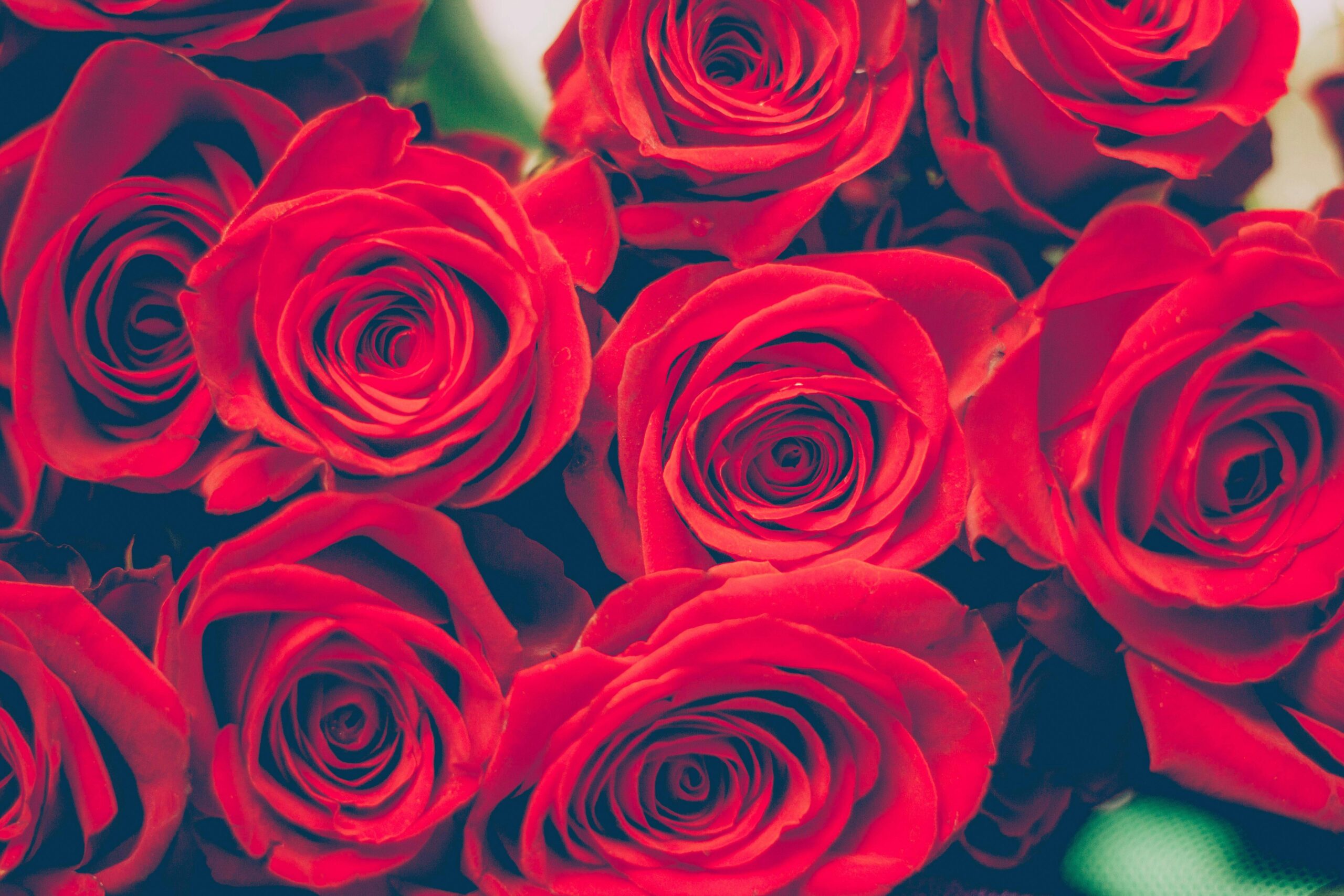 Beautiful close-up of red roses, perfect for romantic occasions or celebrations.
