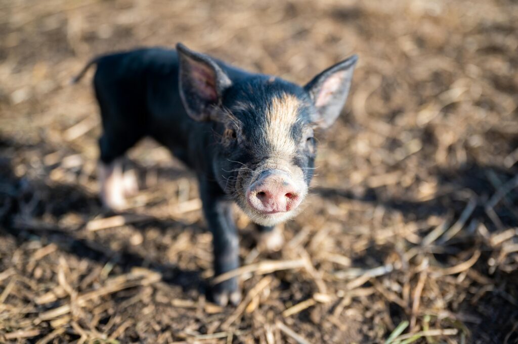 A cute piglet exploring a sunny farm landscape, perfect for rural harmony themes.