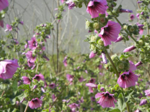 英語名：Tree mallow ツリー マロウ 日本名：モクアオイ