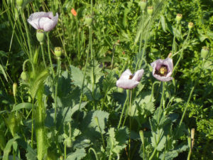 英語名： Wild opium poppy ワイルド オピウム ポピー　ケシの一種